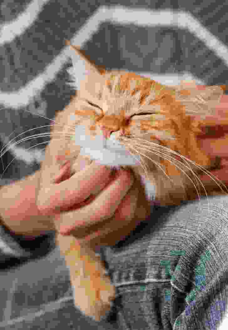 h1-filler-counter-img-2