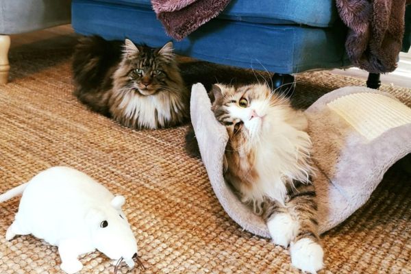 Et hjem borte fra hjemmet