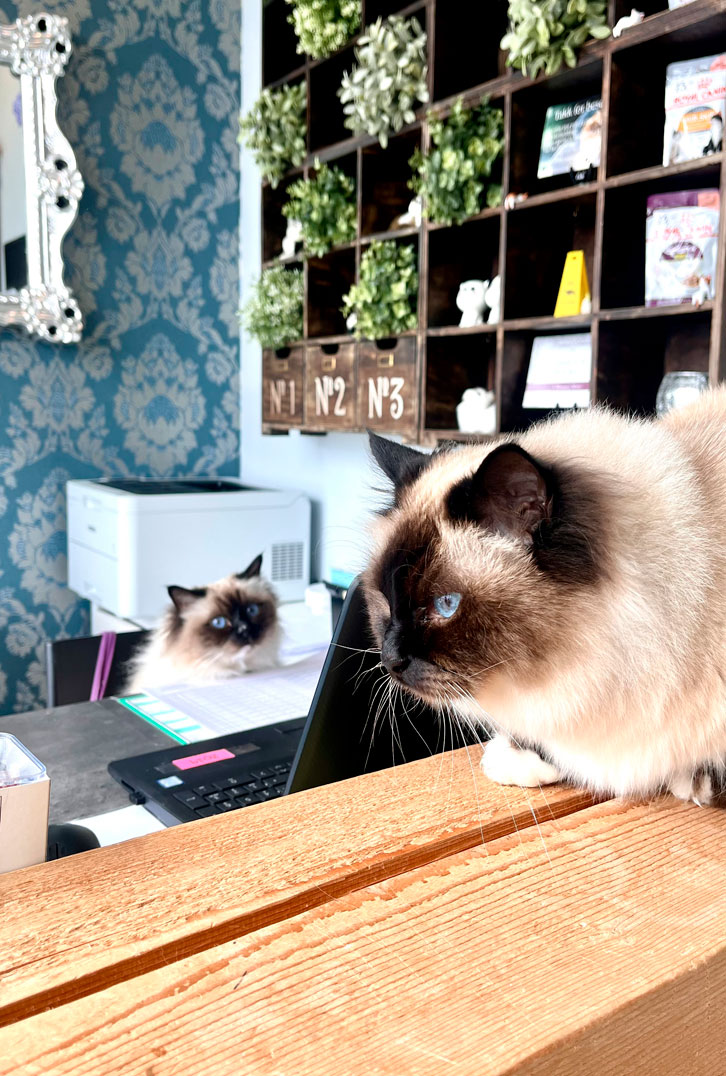 pusehusetbetingelser-